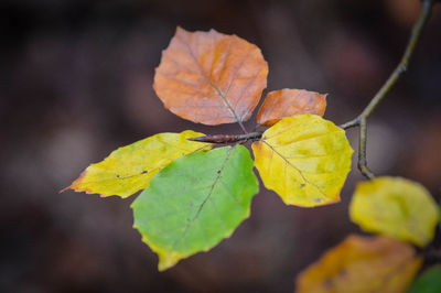 Close-up of yellow maple leaves