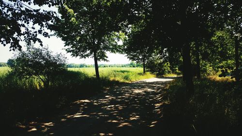 Dirt road passing through forest