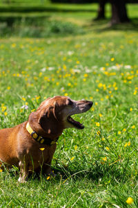 Daschund dog is playing with her owner on the green grass in the public park.