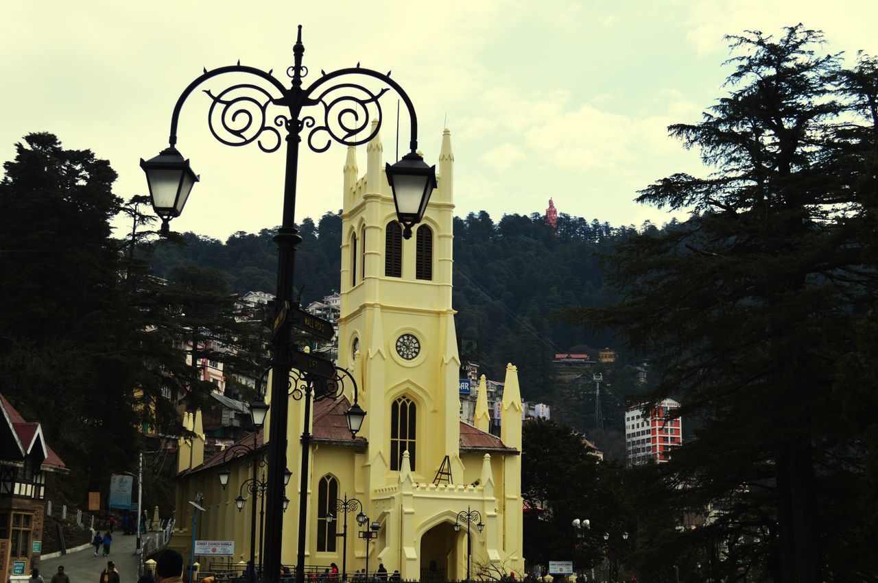 LOW ANGLE VIEW OF TREES AND BUILDINGS IN CITY