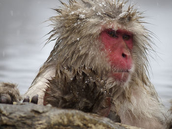 Portrait of a monkey in snow