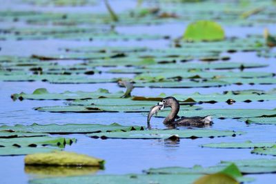 Duck swimming in a lake