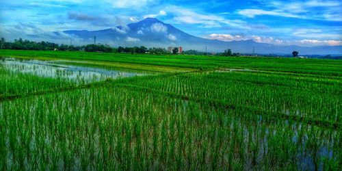 Scenic view of rice field against sky