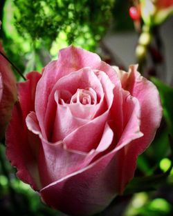 Close-up of rose blooming outdoors