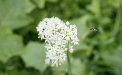 Close-up of insect on flower