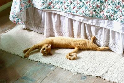 High angle view of cat lying on floor