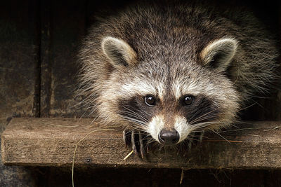 Portrait of raccoon on wooden shelf