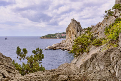 South crimea. rocky coast of the black sea. pines grow on rocks.