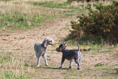 View of two dogs on land