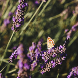 Close-up of butterfly on purple flowering plant