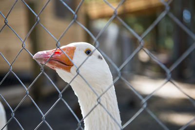 Close-up of bird in zoo