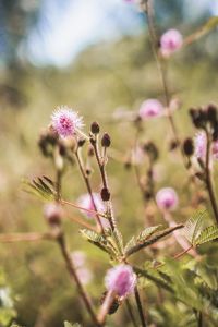 Close-up of purple flowering plant on field