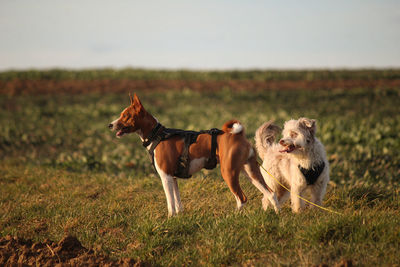 Two dogs on field