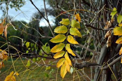Close-up of yellow tree branch