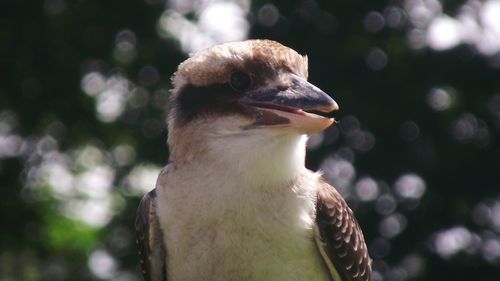 Close-up of bird