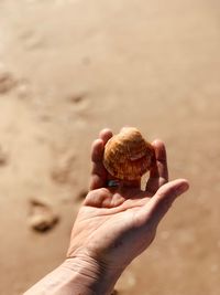 Close-up of hand holding seashell on sand at beach