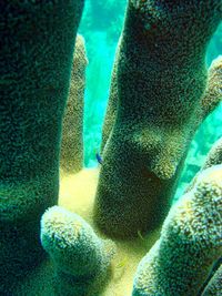 Close-up of jellyfish in water