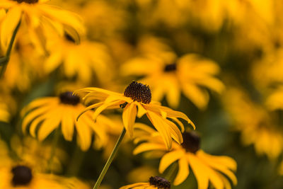 Close-up of yellow flowering plant