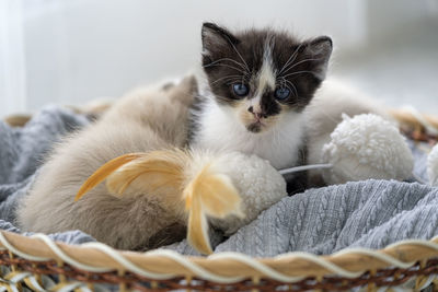 Portrait of cat relaxing in basket