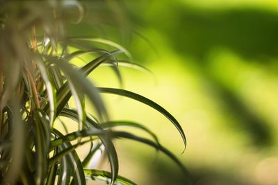 Close-up of plant growing outdoors