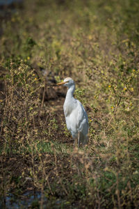 Close-up of cattle egret perching