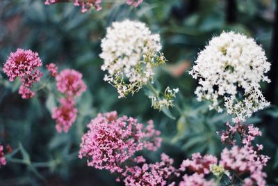 Close-up of pink flowering plants