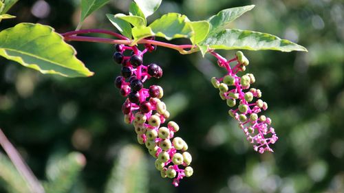 Close-up of berries on flowering plant