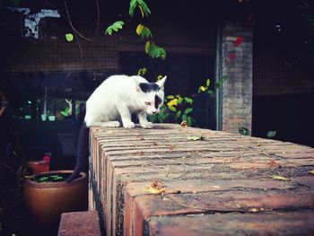 Cat sitting on table