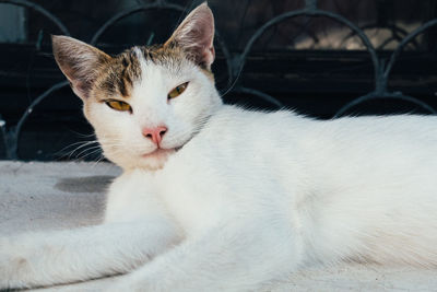 Close-up portrait of cat sitting