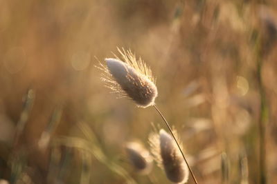 Close-up of wheat thistle in grass