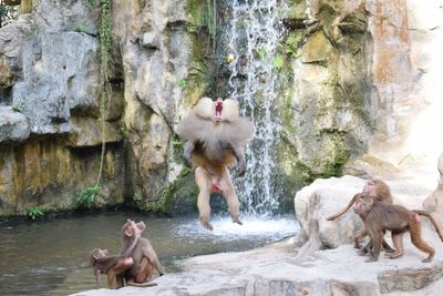 Monkeys on rock by water