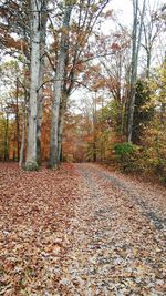 Road passing through forest