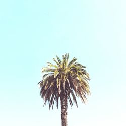 Low angle view of coconut palm tree against clear sky on sunny day