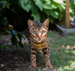 Portrait of cat standing on grassy field against plants