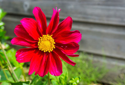 Close-up of red flower