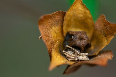 Close-up of insect on dry flower
