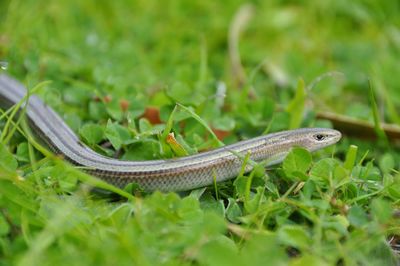 Close-up of insect on plant