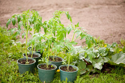 Close-up of plants