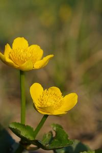 Close-up of yellow flower