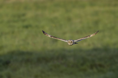 Short Eared