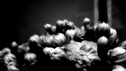 Close-up of flowers