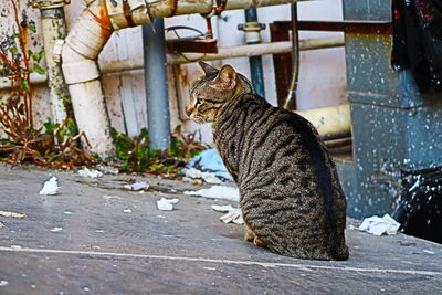 Side view of a cat looking away