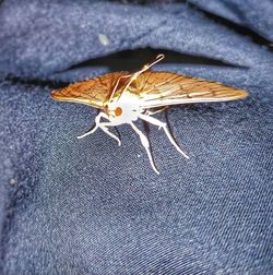 Close-up of butterfly