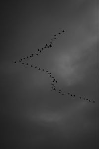 Low angle view of birds flying in sky