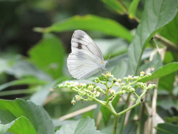Close-up of butterfly on white flower