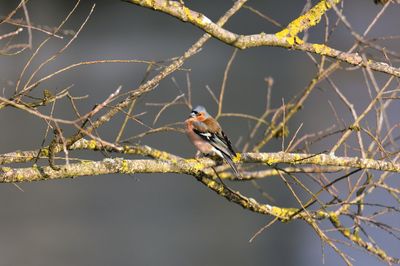 Close-up of bird perching on branch