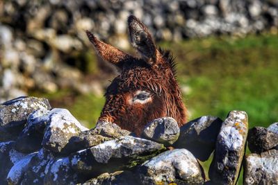 Close-up of lizard on rock