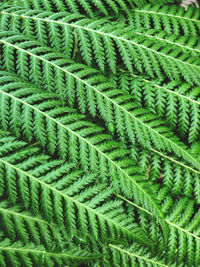 Full frame shot of plants