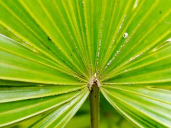 Full frame shot of palm leaf