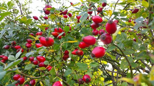 Low angle view of red berries growing on tree